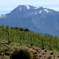viñedos